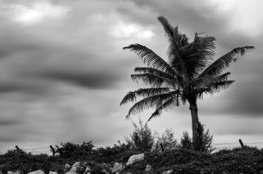 Hindistan cevizi ağacı