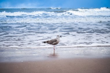 Sahilde bir martı, arkada dalgalar.