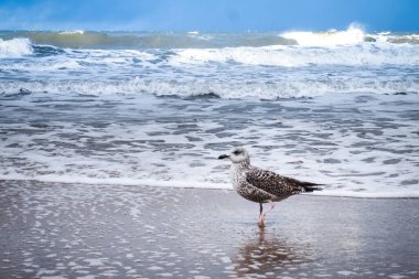 Sahilde bir martı, arkada dalgalar.