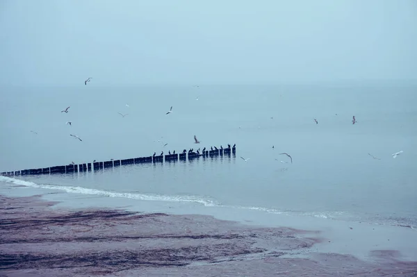海岸のグロイン — ストック写真