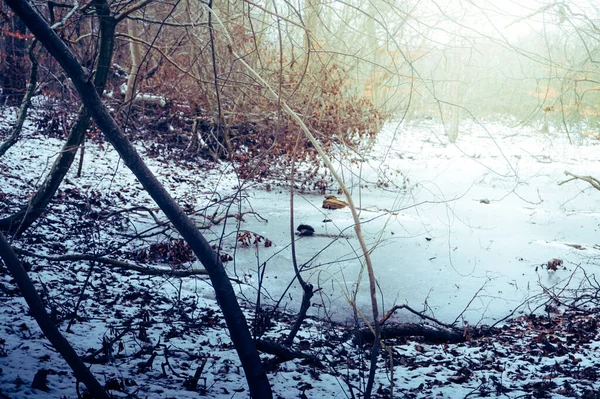 Замерзшее Болото Зимой Колобжег Подчеле Польша — стоковое фото