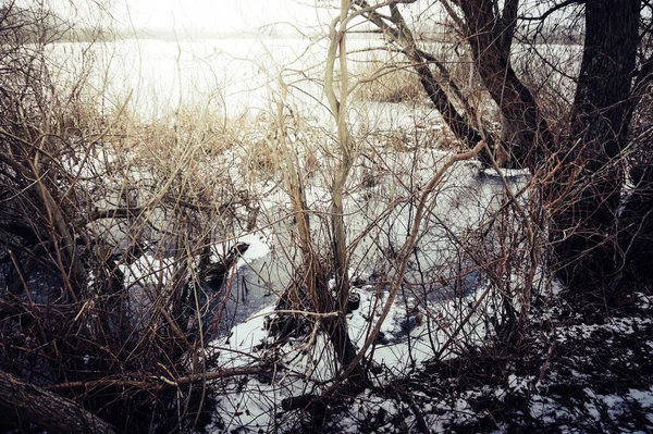 Замерзшее Болото Зимой Колобжег Подчеле Польша — стоковое фото