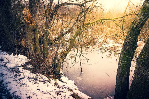 Frozen Swamp Winter Kolobrzeg Podczele Poland — Zdjęcie stockowe