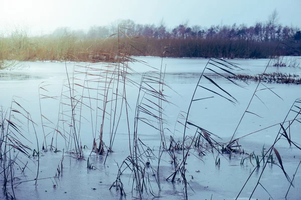 Pântano Congelado Inverno Juncos Kolobrzeg Podczele Polônia — Fotografia de Stock