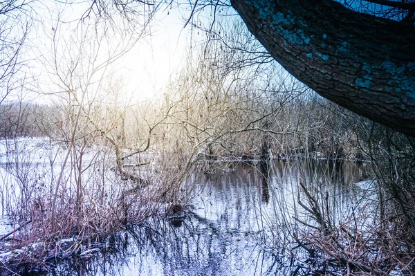 Pântano Congelado Inverno Kolobrzeg Podczele Polônia — Fotografia de Stock