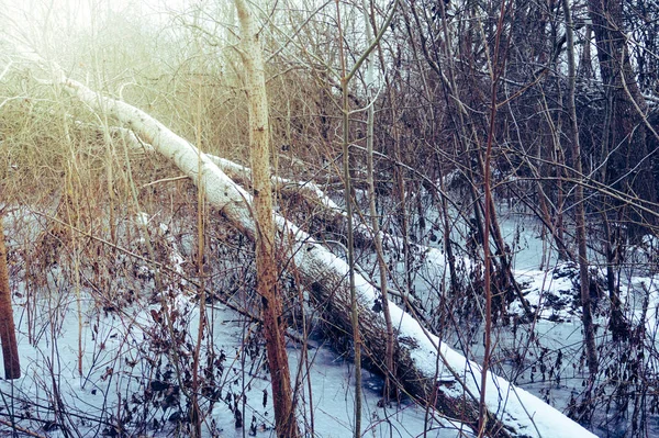 Frozen Swamp Winter Kolobrzeg Podczele Poland — стокове фото