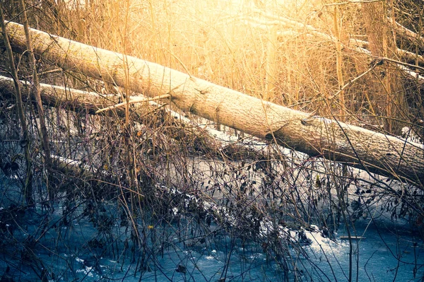 冬の凍る湿地 Kolobrzeg Podczele ポーランド — ストック写真