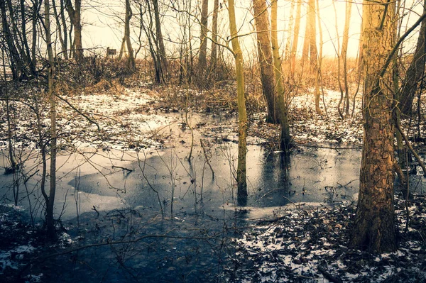 冬の凍る湿地 Kolobrzeg Podczele ポーランド — ストック写真