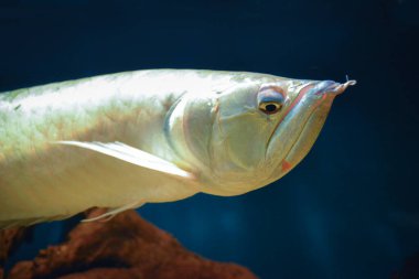 Arowana balığı - yüzüne yakın çekim
