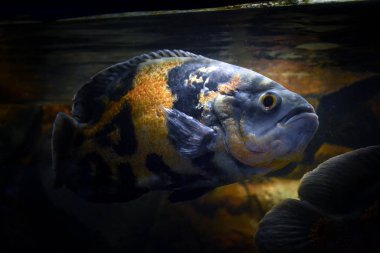 Astronotus ocellatus balığı suyun altında yüzüyor.