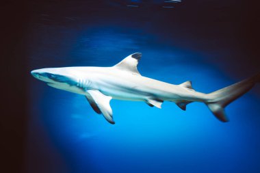 Carcharhinus melanopterus köpekbalığı suyun altında yüzüyor, mavi arka plan