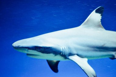 Carcharhinus melanopterus köpekbalığı suyun altında yüzüyor, mavi arka plan