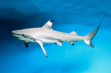 Carcharhinus melanopterus köpekbalığı suyun altında yüzüyor, mavi arka plan