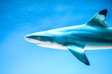 Carcharhinus melanopterus köpekbalığı suyun altında yüzüyor, mavi arka plan