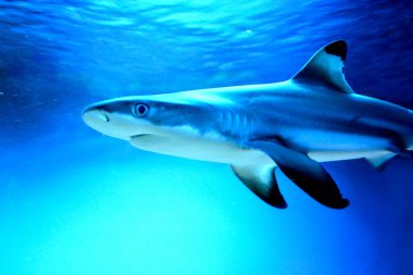 Carcharhinus melanopterus köpekbalığı - kafa fotoğrafına yakın plan, mavi arka plan
