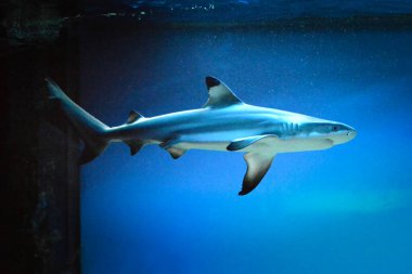 Carcharhinus melanopterus köpekbalığı suyun altında yüzüyor, mavi arka plan