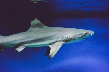 Carcharhinus melanopterus köpekbalığı suyun altında yüzüyor, mavi arka plan