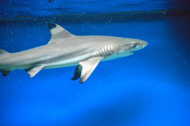 Carcharhinus melanopterus köpekbalığı suyun altında yüzüyor, mavi arka plan