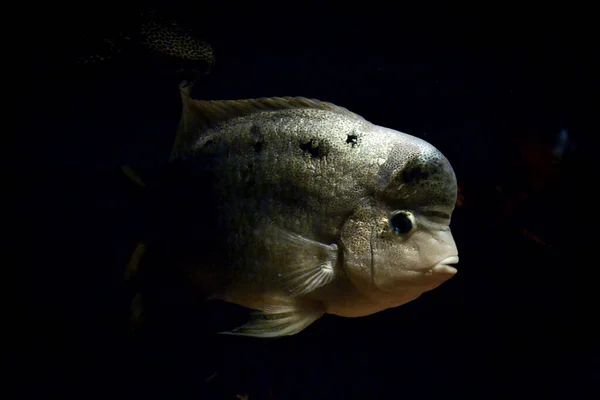 Amphophus Citrinellus魚の水泳 黒の背景 — ストック写真