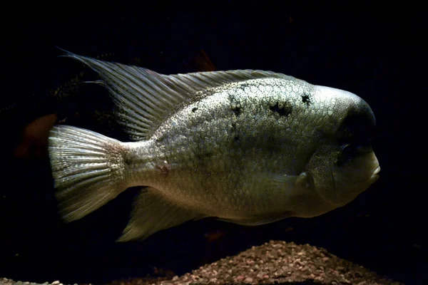 Amphilophus Citrinellus Hal Úszás Fekete Háttér — Stock Fotó