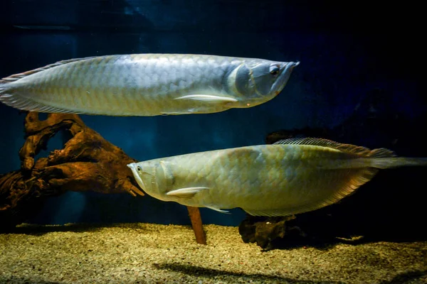 水族館で泳いでいるアロワナ2匹 — ストック写真