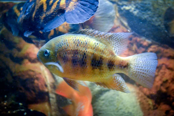 Astronotus Ocellatus Fisk Som Simmar Vatten — Stockfoto