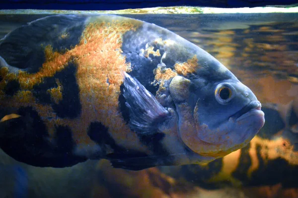 Astronotus Ocellatus Peixes Nadando Subaquático — Fotografia de Stock