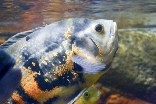 Astronotus Ocellatus Fische Schwimmen Unter Wasser — Stockfoto