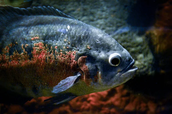 Astronotus Ocellatus Peces Nadando Bajo Agua — Foto de Stock