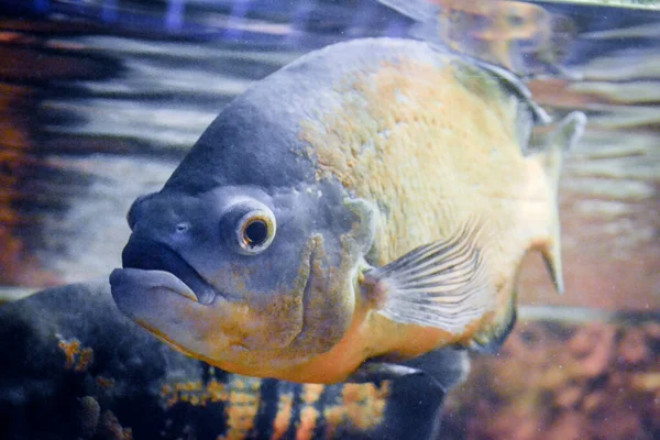 Astronotus Ocellatus Peixes Nadando Subaquático — Fotografia de Stock