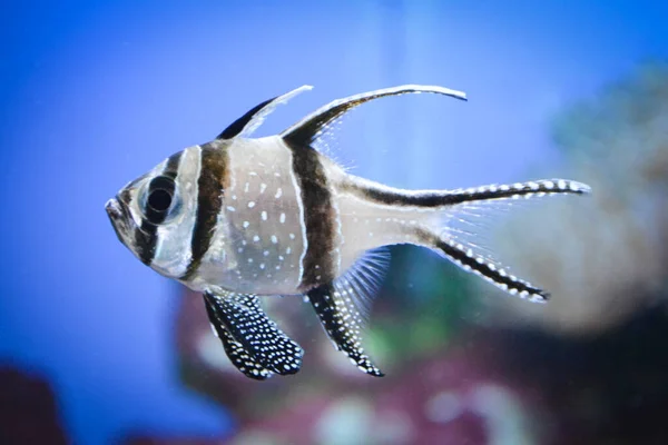 Banggai Peixes Cardeais Nadando Subaquático Recife Coral Fundo — Fotografia de Stock