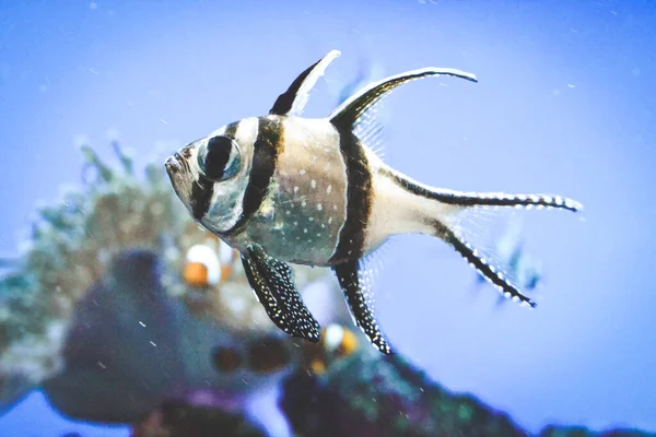 Banggai Καρδινάλιος Ψάρια Κολύμπι Υποβρύχια Κοραλλιογενή Ύφαλο Στο Παρασκήνιο — Φωτογραφία Αρχείου