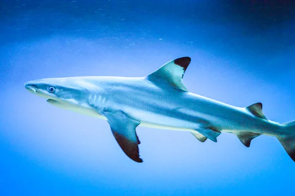 Carcharhinus Melanopterus Tubarão Nadando Subaquático Fundo Azul — Fotografia de Stock