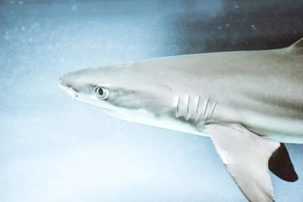 Carcharhinus Melanopterus Shark Primer Plano Fotografía Cabeza Fondo Azul — Foto de Stock