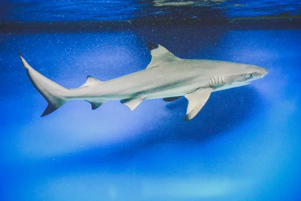 Carcharhinus Melanopterus Tiburón Nadando Bajo Agua Fondo Azul — Foto de Stock