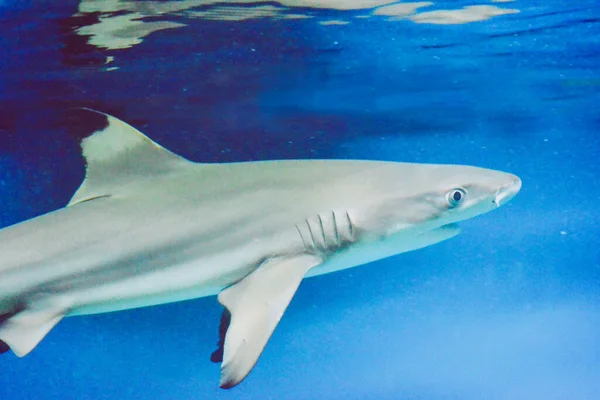 Carcharhinus Melanopterus Tiburón Nadando Bajo Agua Fondo Azul — Foto de Stock