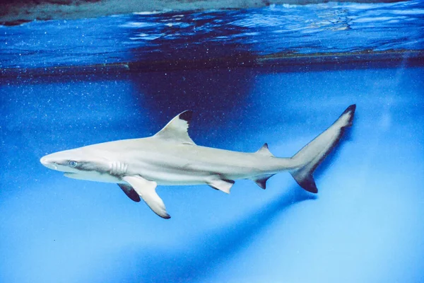 Carcharhinus Melanopterus Tiburón Nadando Bajo Agua Fondo Azul — Foto de Stock