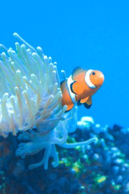 Beyaz ve turuncu şakayık balığı / palyaço balığı ve mercan resifi