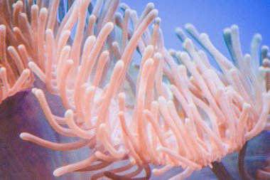 Akvaryumdaki mercan resifi - cnidaria