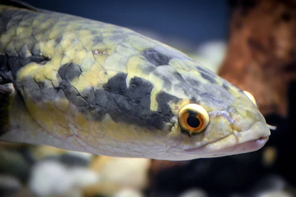 Channa Discute Pesce Primo Piano Sulla Testa — Foto Stock