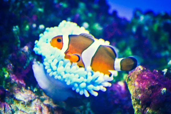 Anémona Blanca Naranja Pez Payaso Arrecife Coral Rocas —  Fotos de Stock