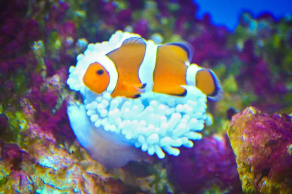 Λευκό Και Πορτοκαλί Ανεμόνε Ψάρι Κλόουν Ψάρι Και Κοραλλιογενής Ύφαλος — Φωτογραφία Αρχείου