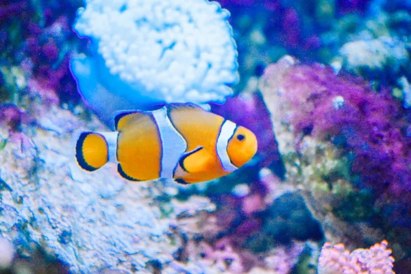 Bílá Oranžová Sasanka Klaun Ryby Korálové Útesy — Stock fotografie