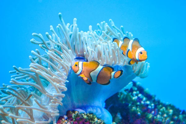 Dvě Bílé Oranžové Sasanky Klaun Ryby Korálové Útesy — Stock fotografie