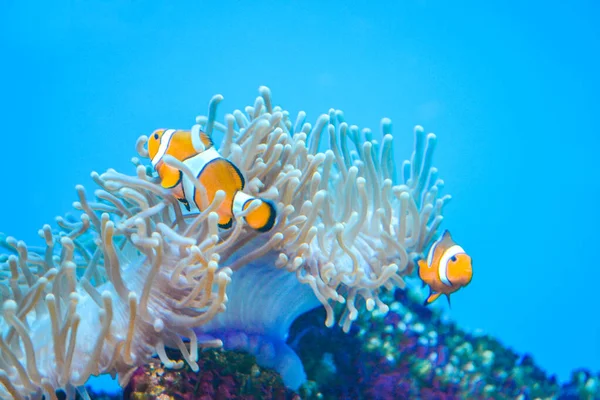 Due Pesci Anemone Bianchi Arancioni Pesce Pagliaccio Barriera Corallina — Foto Stock