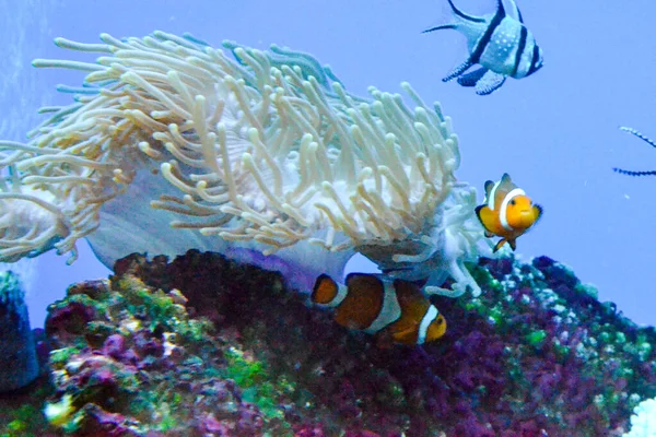 Pesce Anemone Bianco Arancione Pesce Pagliaccio Barriera Corallina — Foto Stock