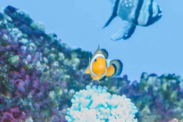 Vit Och Apelsinanemonfisk Clownfisk Och Korallrev — Stockfoto