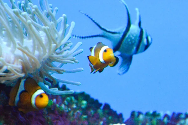 Due Pesci Anemone Bianchi Arancioni Pesce Pagliaccio Barriera Corallina — Foto Stock