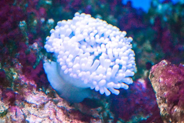 Coral Reef Aquarium Cnidaria — Stock Photo, Image