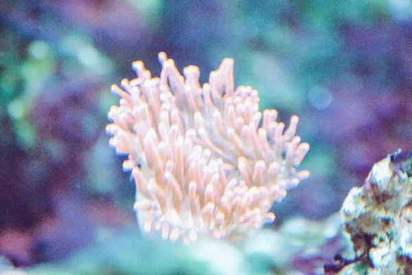 水族館のサンゴ礁 Cnidaria — ストック写真